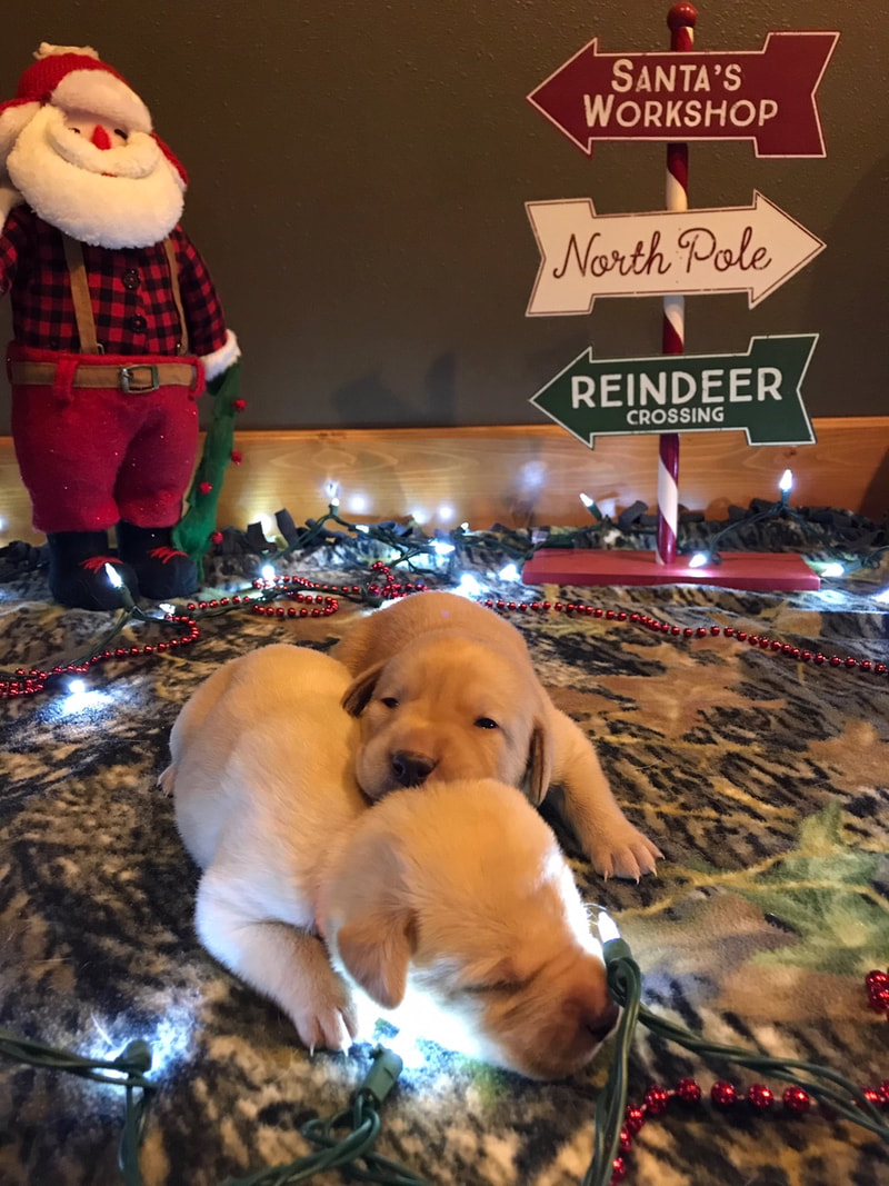 Labrador puppies with Christmas decorations