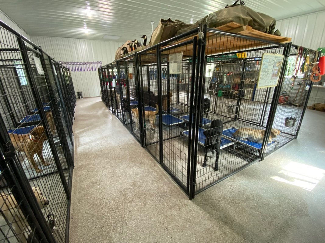 dog kennels in a building