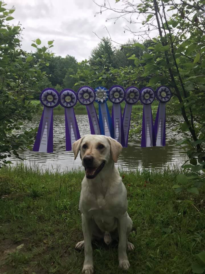 A dog with purple ribbons sitting in front of a pond