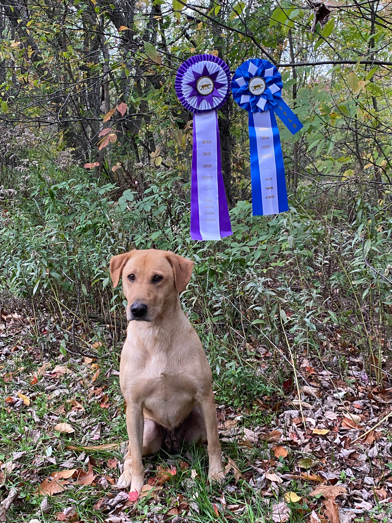 Yellow Lab with a purple and a blue ribbon