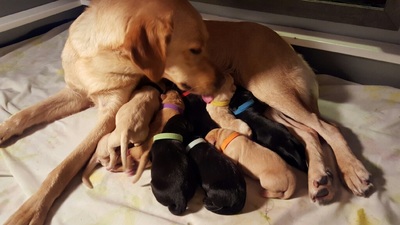 Yellow lab licking her black and yellow puppies