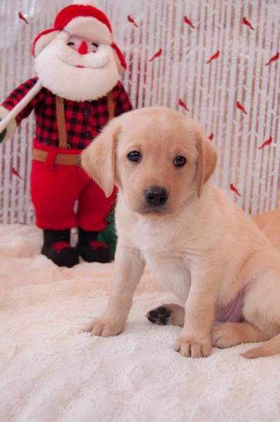 Yellow lab puppy and santa decoration