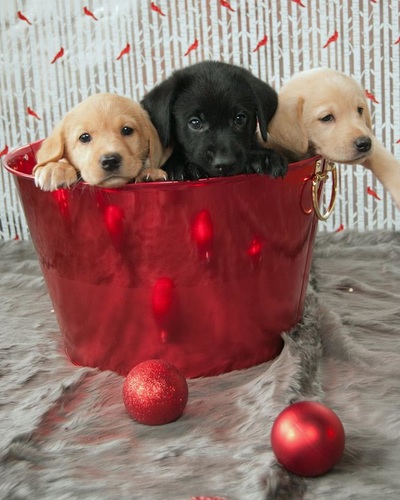 Puppies in a red tub with Christmas decorations